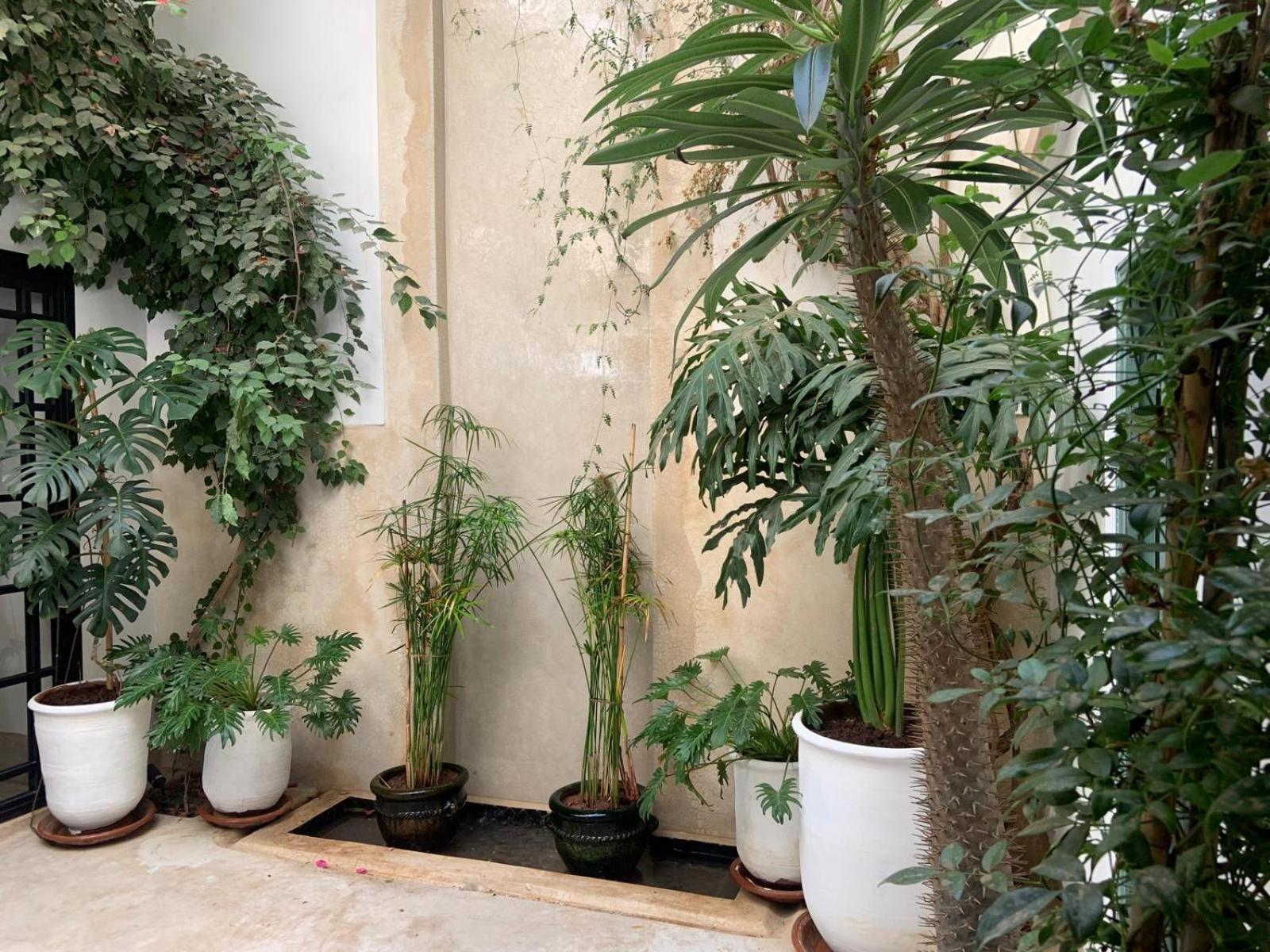 Le Petit Pacha Hotel Marrakesh Exterior photo